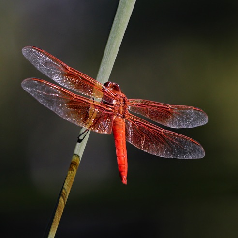 Dragonfly
Verde River, Rio Verde, AZ.
